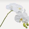 White orchid