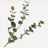 Eucalyptus M