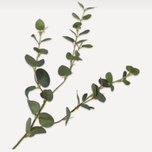 Eucalyptus M