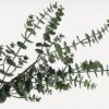 Eucalyptus L