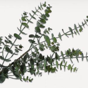 Eucalyptus L