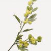 MIMOSA SPRAY YELLOW