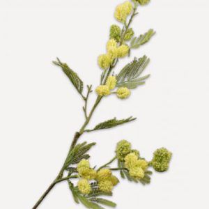 MIMOSA SPRAY YELLOW
