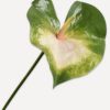 Green and white Anthurium