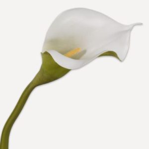 Kala